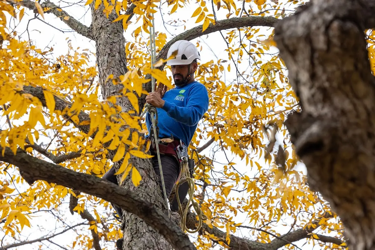 Skilled Tree Transplanting crew working in Prewitt